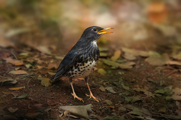Japanese thrush habitat.Rare migratory bird thrush standing on ground earth looking for worm at northeastern Thailand.