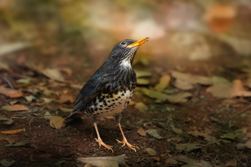 Japanese thrush habitat.Rare migratory bird thrush standing on ground earth looking for worm at northeastern Thailand.