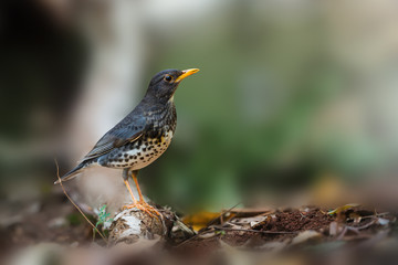 Japanese thrush habitat.Rare migratory bird thrush standing on ground earth looking for worm at northeastern Thailand.