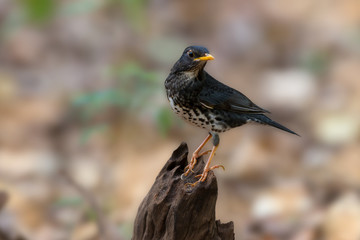 Japanese thrush habitat..Rare migratory bird thrush standing on ground earth looking for worm at northeastern Thailand.