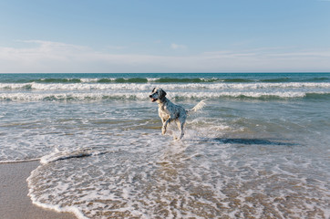 beautiful white wet dog runs among the sea waves
