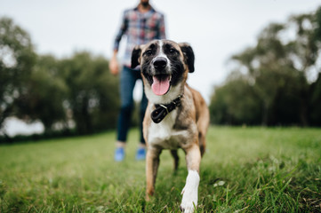 Adult stylish man playing with loving pet. Family outdoor. Animal lover. Happy dog enjoying freedom. Terrier breeding puppy have fun with owner. Furry crazy canine training at nature. Friends together