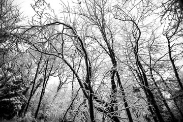 black and white winter forest