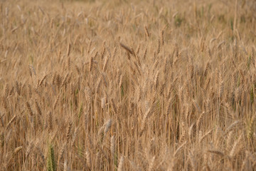Ripe barley on the field in early summer and sunny day