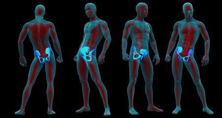 3d rendering  medical illustration of the pelvis bone
