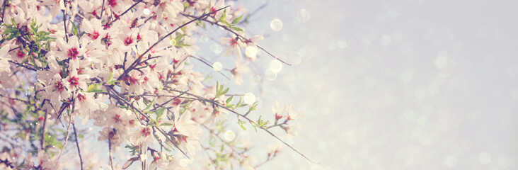 Fototapeta premium website banner background of of spring white cherry blossoms tree. selective focus.