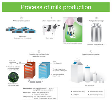 Process of milk production. Illustration.
