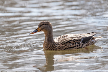 Female Mallard duck, mallard, eurasian wild duck, Anas platyrhynchos.