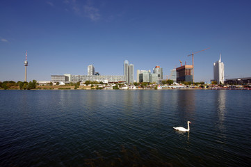 swan on Danube river, Vienna. Austria