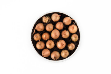 planted onions waiting for springtime awekaning to blush on a white background.