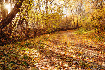 landscape of bright sunny autumn forest with orange foliage and trail