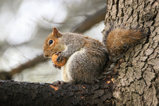scoiattolo grigio (Sciurus carolinensis)