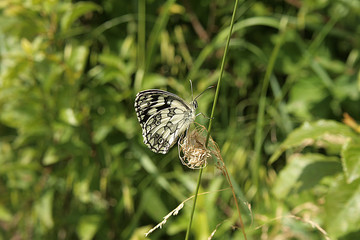 butterfly