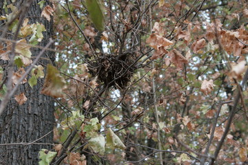  nest