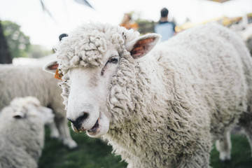 cute sheep