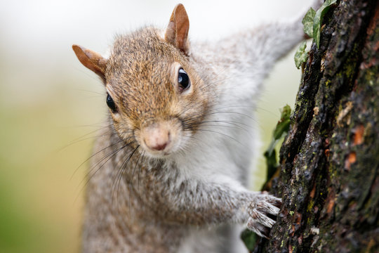 scoiattolo grigio (Sciurus carolinensis)