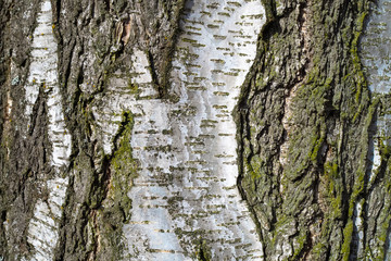 Birkenrinde (Betula pendula)
