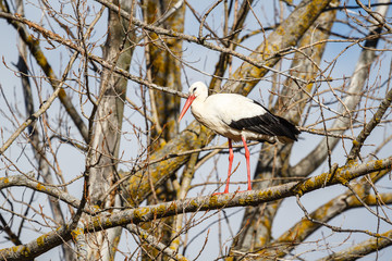 Cigüeña blanca posada en un chopo. Ciconia ciconia.