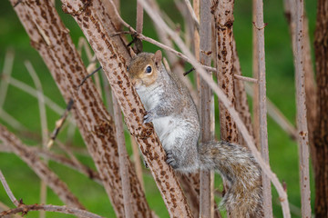 scoiattolo grigio (Sciurus carolinensis)