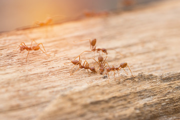 A group of red ants is looking for food on the timber wood. It will live as a group and supportive. Macro animal and soft focus.