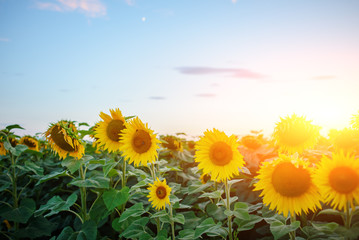 Fototapeta premium A plantation of beautiful yellow-green sunflowers after sunset at twilight against a beautiful light sky with fluffy clouds