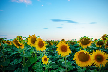 A plantation of beautiful yellow-green sunflowers after sunset at twilight against a beautiful light sky with fluffy clouds