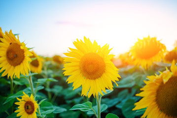 Obraz premium A plantation of beautiful yellow-green sunflowers after sunset at twilight against a beautiful light sky with fluffy clouds