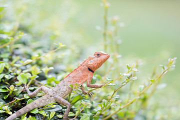 Thai Chameleon on the tree with blur natural green background. It can change colors and live by the bushes. Soft focus.