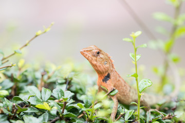 Thai Chameleon on the tree with blur natural green background. It can change colors and live by the bushes. Soft focus.