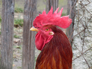 Rooster portrait. Beautiful red cock on the farm