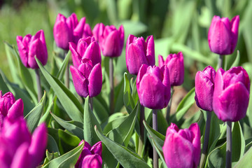 Tulip. Beautiful bouquet of tulips. colorful tulips. tulips in spring,colourful tulip