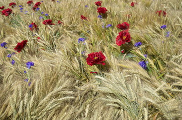 Red poppies in the middle of the wheat ears on the field, background  