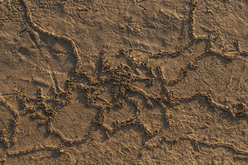  The bottom of the dried lake. Traces of invertebrate worms under the surface of the soil. Birds walk through the mud.