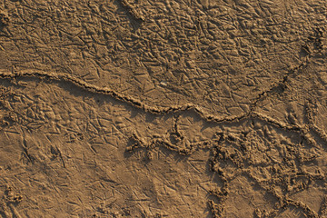 The bottom of the dried lake. Traces of invertebrate worms under the surface of the soil. Birds walk through the mud.