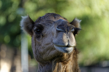 camel