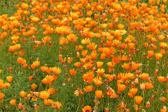 Namaqua parachute daisy