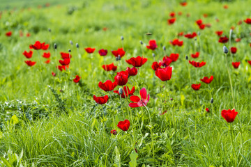 Anemone Flower blooming
