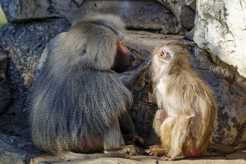 Mother and baby baboon