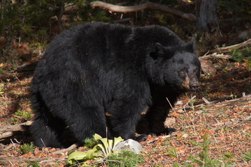 Fototapeta premium Black bear in Yellowstone National Park in Wyoming in the USA 