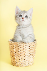 Fototapeta na wymiar beautiful striped kitten sitting in wicker basket on yellow background