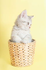 Fototapeta na wymiar beautiful striped kitten sitting in wicker basket on yellow background