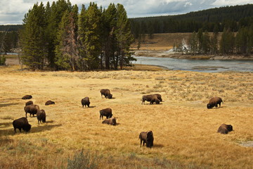 Bison herd in Yellowstone National Park in Wyoming in the USA
