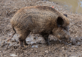 Wildschwein in freier Natur