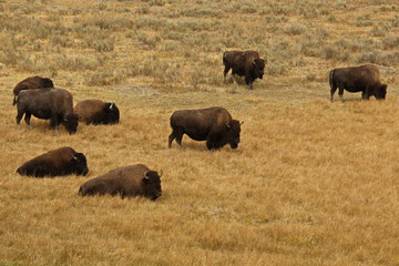 Bison herd in Yellowstone National Park in Wyoming in the USA
