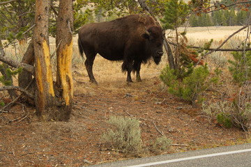Bison at the road in Yellowstone National Park in Wyoming in the USA
