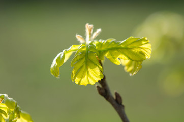 Green leaves on a tree