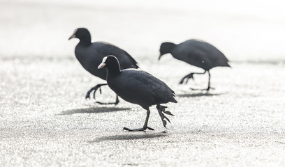 blässrallen im gegenlicht