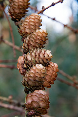 Mehrer Lärchenzapfen an einen Zweig