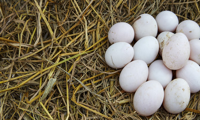 easter background, white chicken eggs