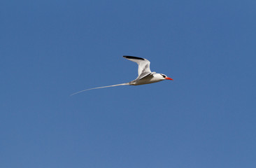 A Red-billed Tropic Bird, Phaethon aethereus, in flight isolated against blue sky, Galapagos Islands